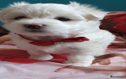 Maltese dogs for sale: Bichonul Maltese - Image 12