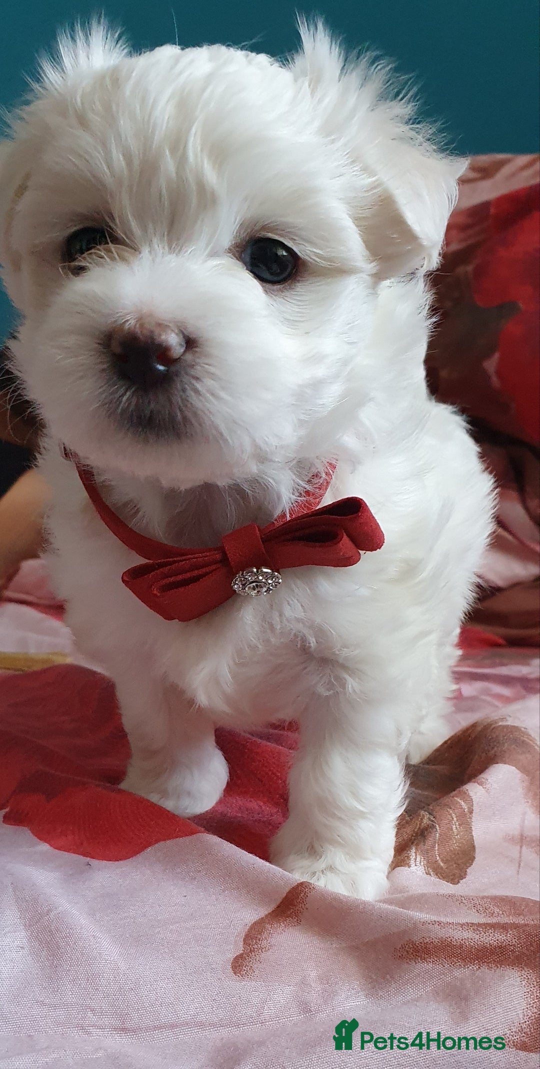 Maltese dogs for sale: Bichonul Maltese - Image 12