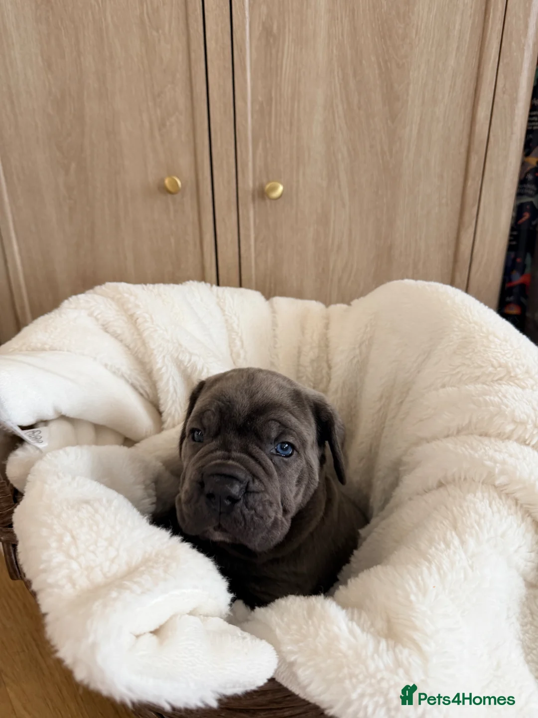 Cane Corso dogs for sale: Blue Cane Corso puppies  in Dukinfield - Advert 2
