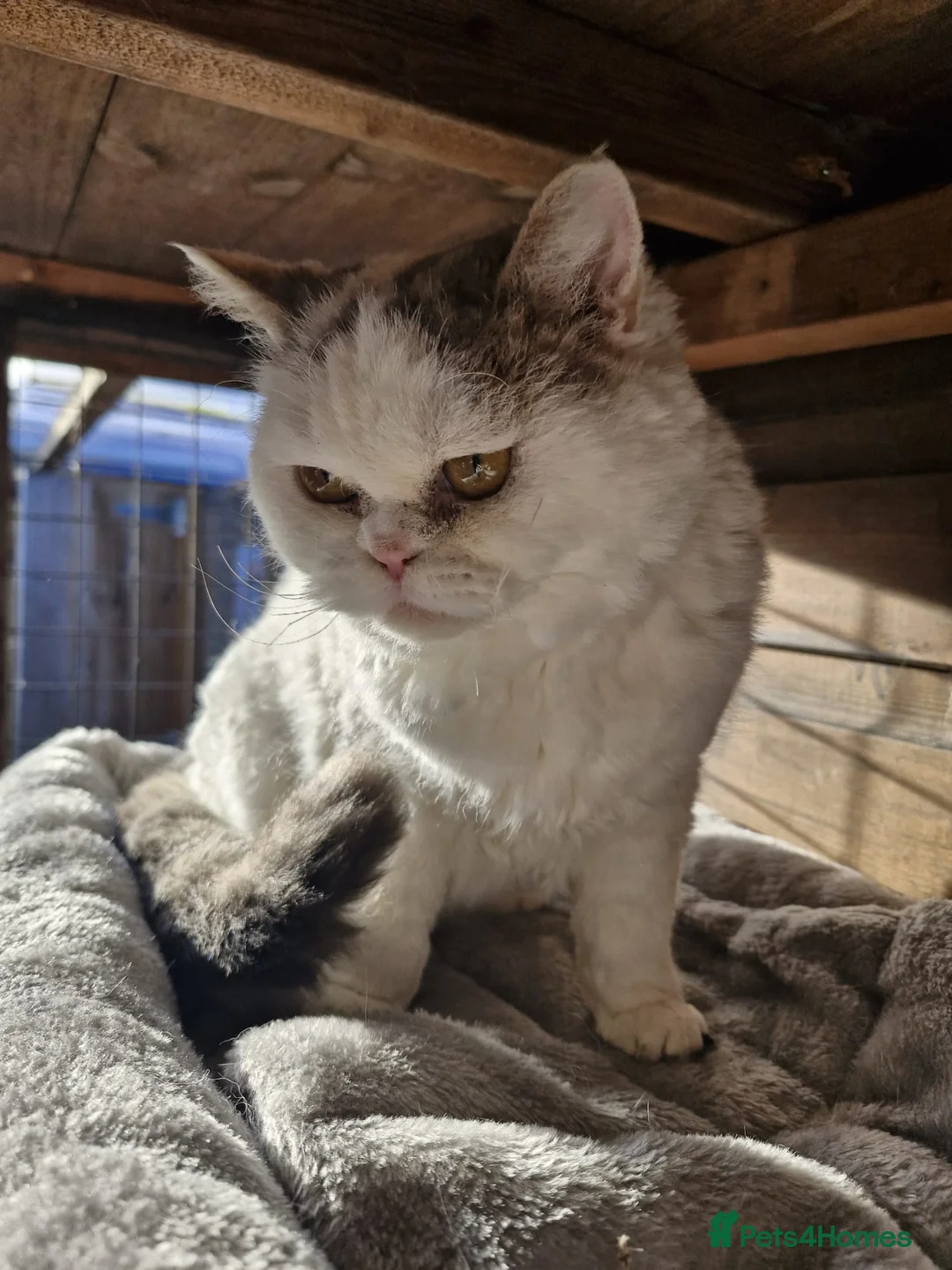 Selkirk Rex cats for sale: Tica reg curly selkirk rex  - Advert 3