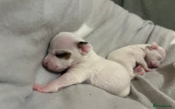 Jack Russell dogs for sale: Stunning Miniature Jack Russell Puppies!!! - Image 11