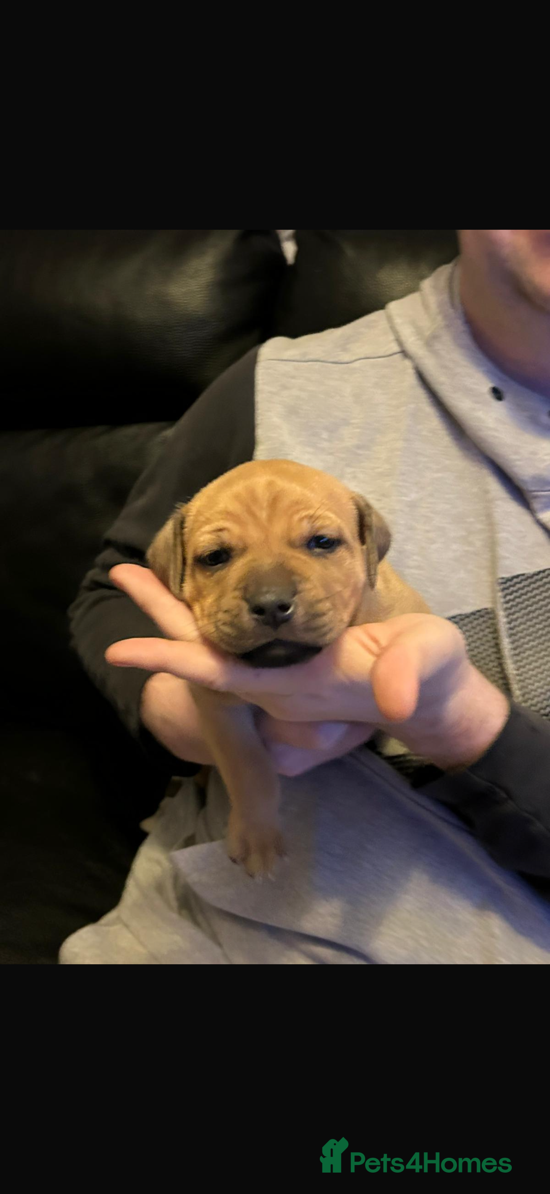 Mixed Breed dogs for sale: Puppies ready in 4 to 5 weeks  - Advert 2