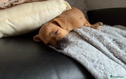Mixed Breed dogs for sale: Lakeland/patterdale cross Jackchi puppies  - Image 13