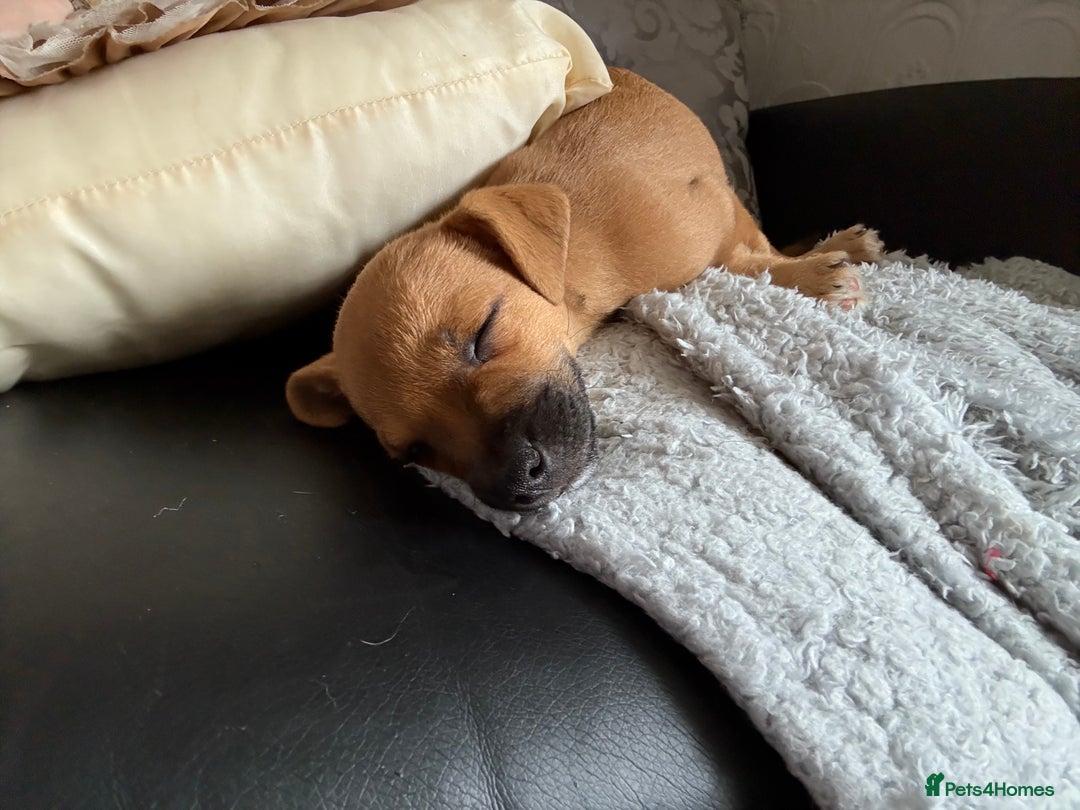 Mixed Breed dogs for sale: Lakeland/patterdale cross Jackchi puppies  - Image 13