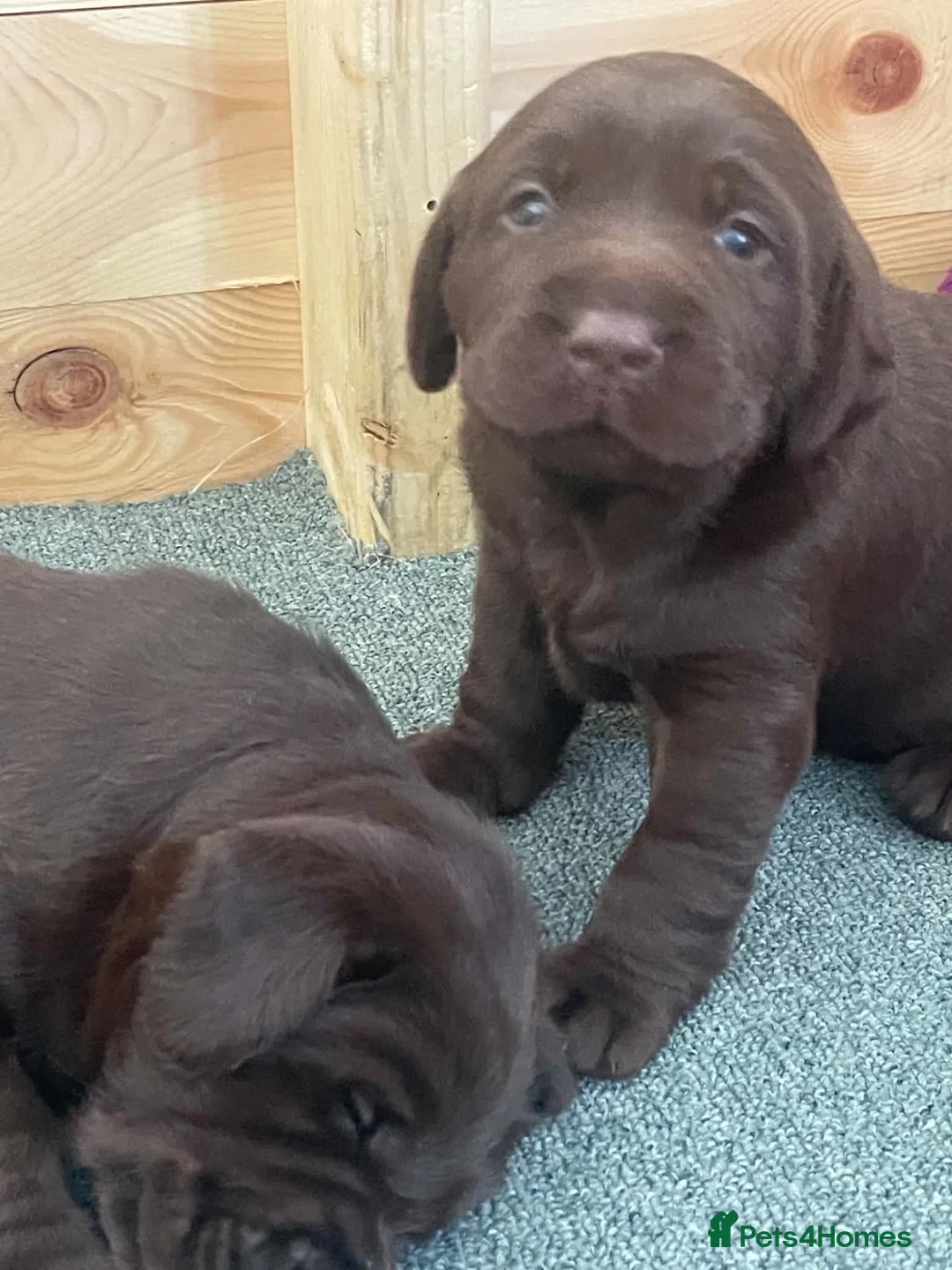 Labrador Retriever dogs for sale: 2 dark chocolate girls  - Advert 4