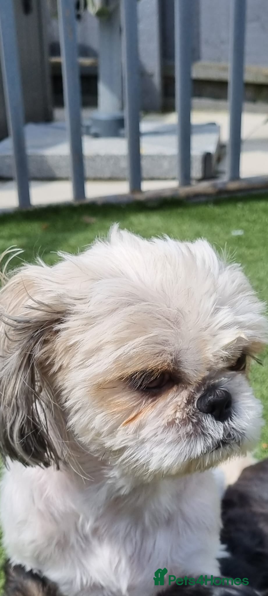Shih Tzu dogs Puppys for sale  - Advert 1