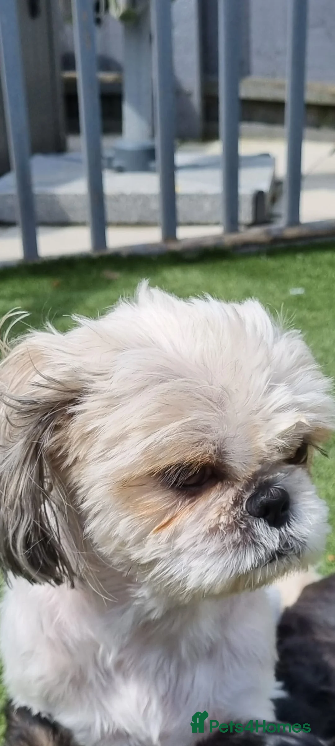 Shih Tzu dogs for sale: Puppys for sale  - Advert 1