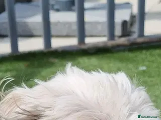 Shih Tzu dogs Puppys for sale - Advert 8