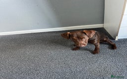 Patterdale Terrier dogs for sale: Female Patterdale Pup - Image 7