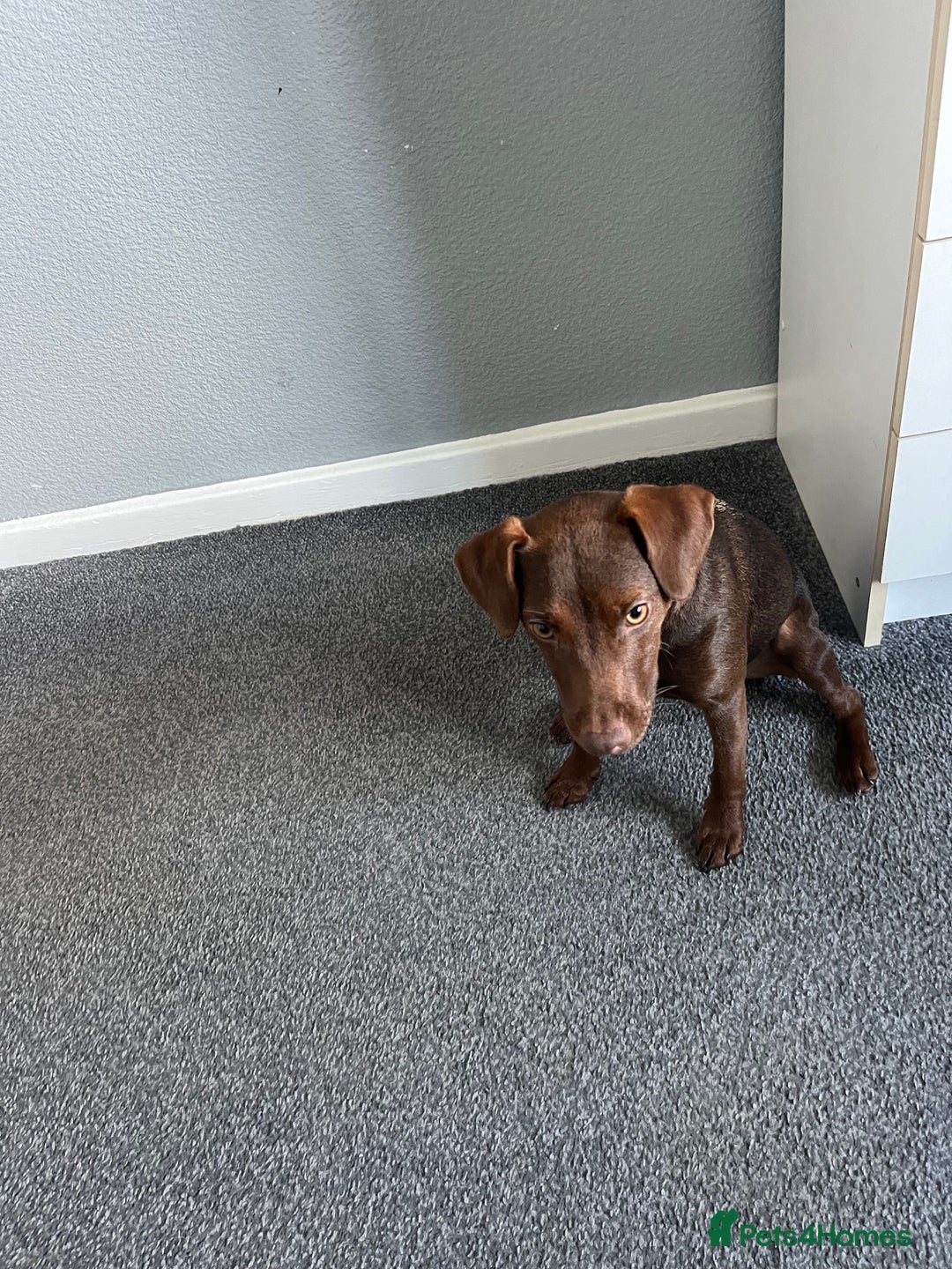 Patterdale Terrier dogs for sale: Female Patterdale Pup - Image 7