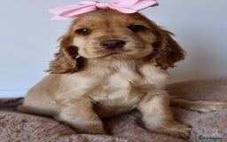 Cocker Spaniel dogs for sale: Stunning SHOW cockers READY TO LEAVE  - Image 18