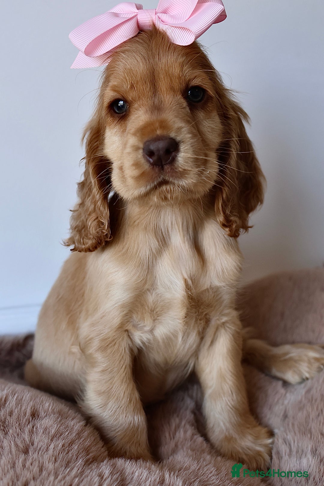 Cocker Spaniel dogs for sale: Stunning SHOW cockers READY TO LEAVE  - Image 18