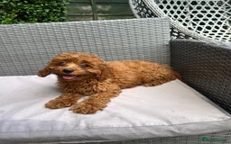 Cavapoo dogs for sale: Beautiful Cavapoo toy boy AVALIBLE! - Image 6
