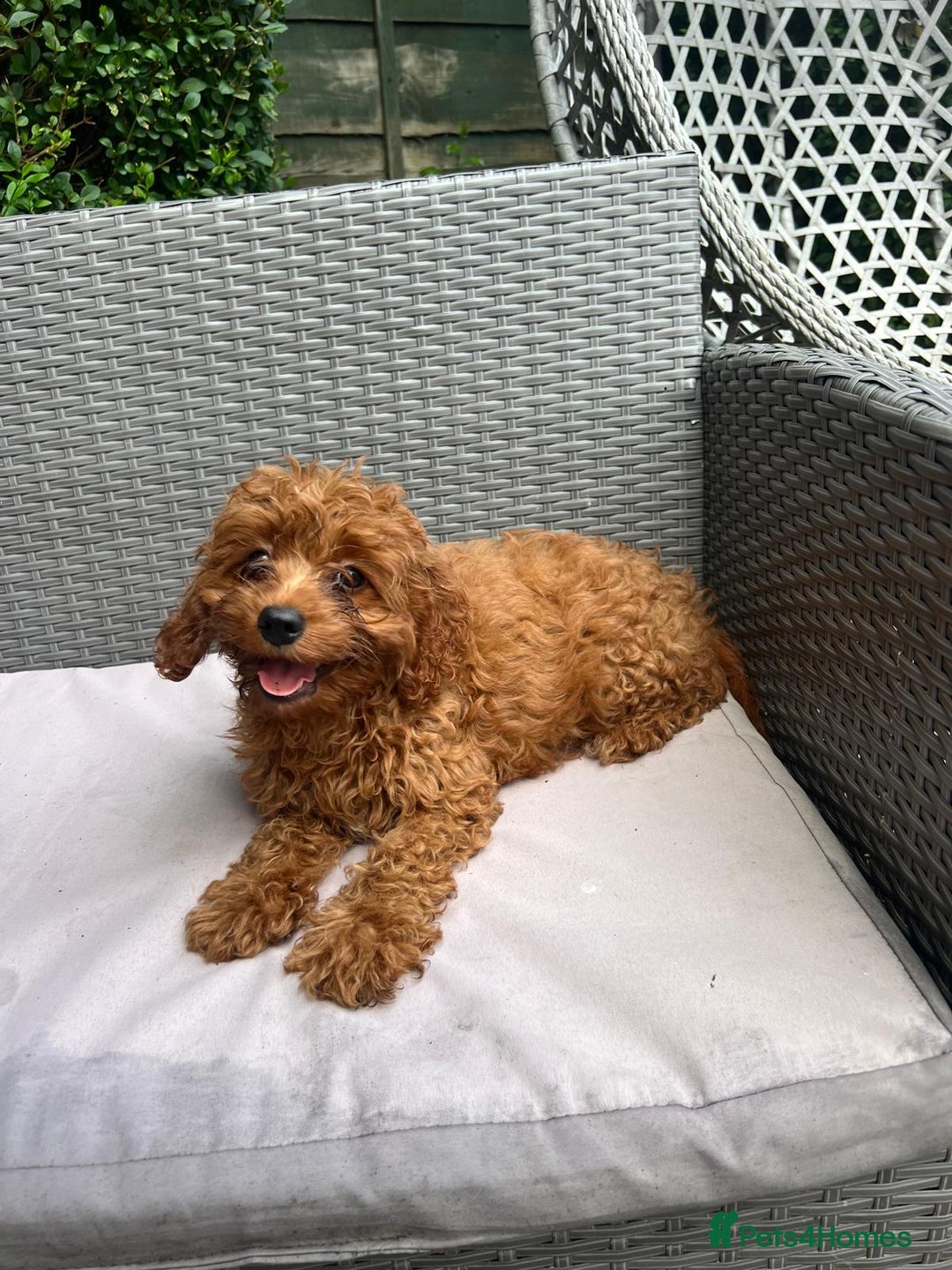 Cavapoo dogs for sale: Beautiful Cavapoo toy boy AVALIBLE! - Image 6