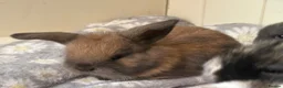 Mini Lop rabbits for sale: Mini lops-raised indoors-vaccinated  - Advert 31