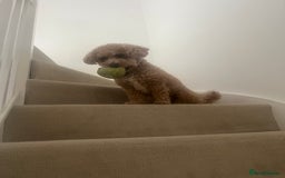 Mixed Breed dogs for sale: Cockapoochon Puppies due - Image 6