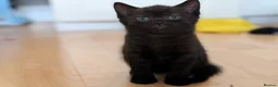 Domestic Shorthair cats for sale: Kittens  - Advert 6