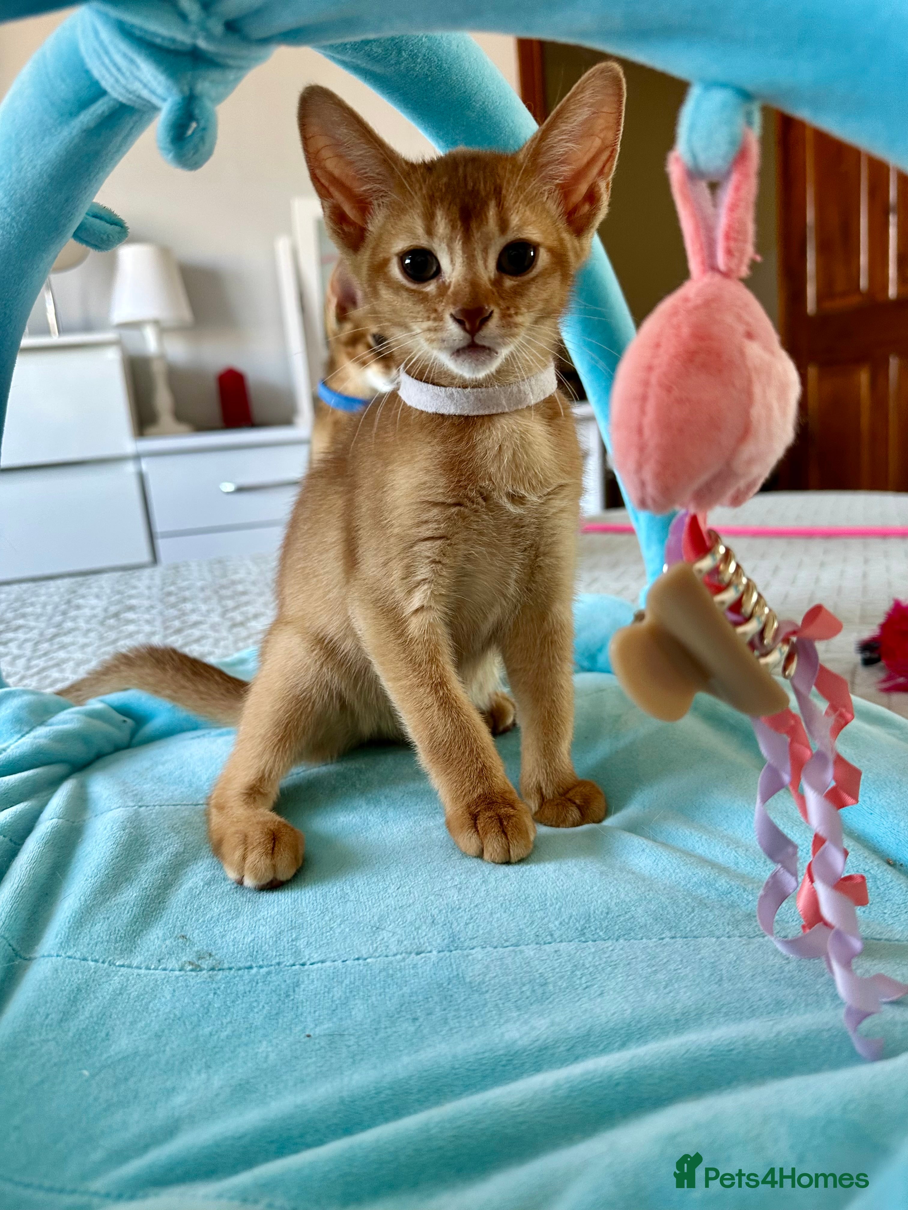 Abyssinian cats Abyssinian kittens  - Advert 2