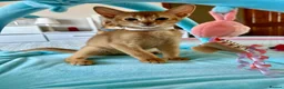 Abyssinian cats for sale: Abyssinian kittens  - Advert 32