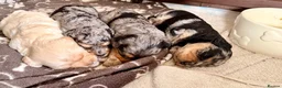 Mixed Breed dogs for sale: Toy Cavapoochon’s ❤️🐾 - Advert 13