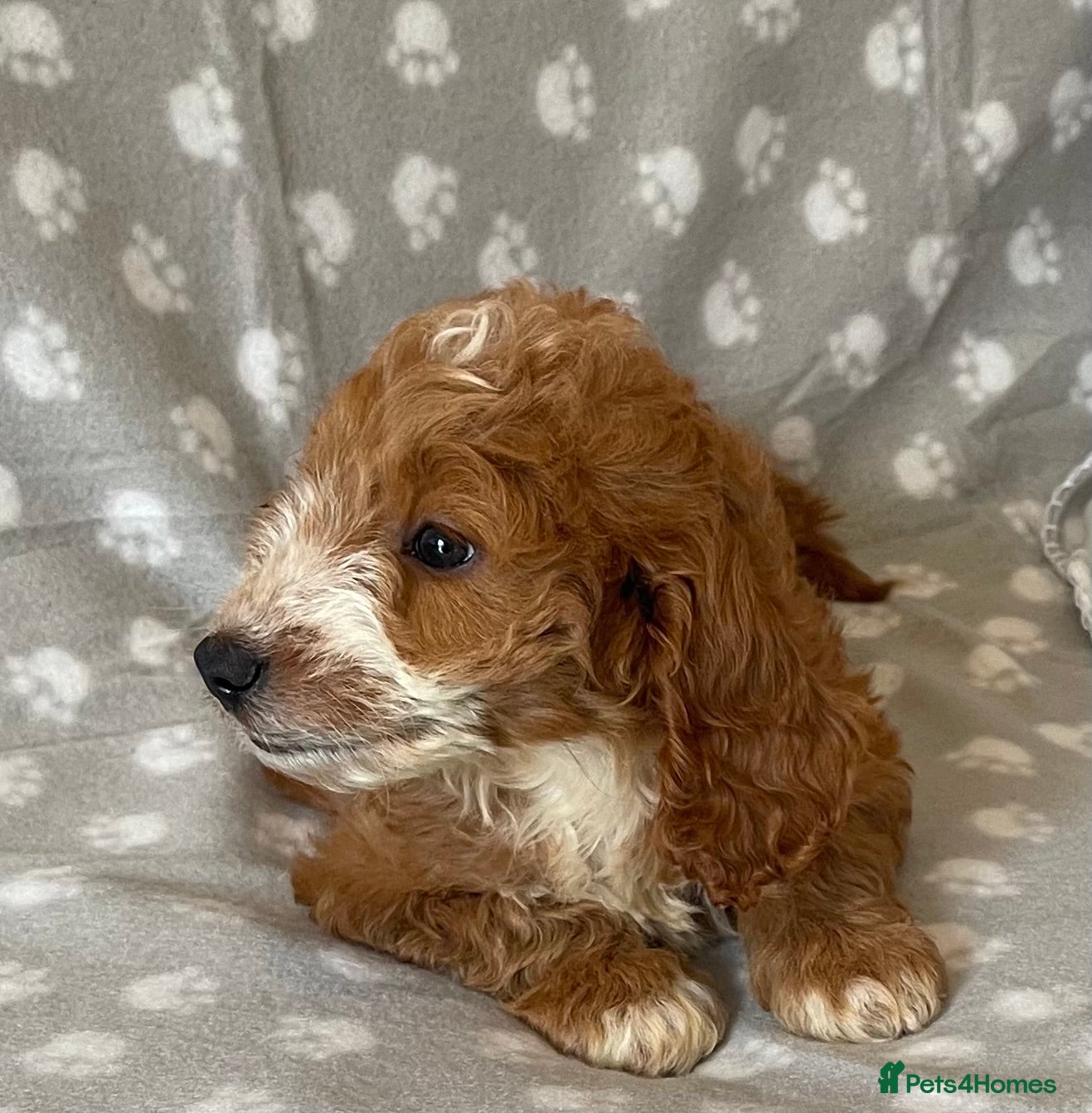 Cockapoo dogs Beautiful cockerpoo pups - Advert 2