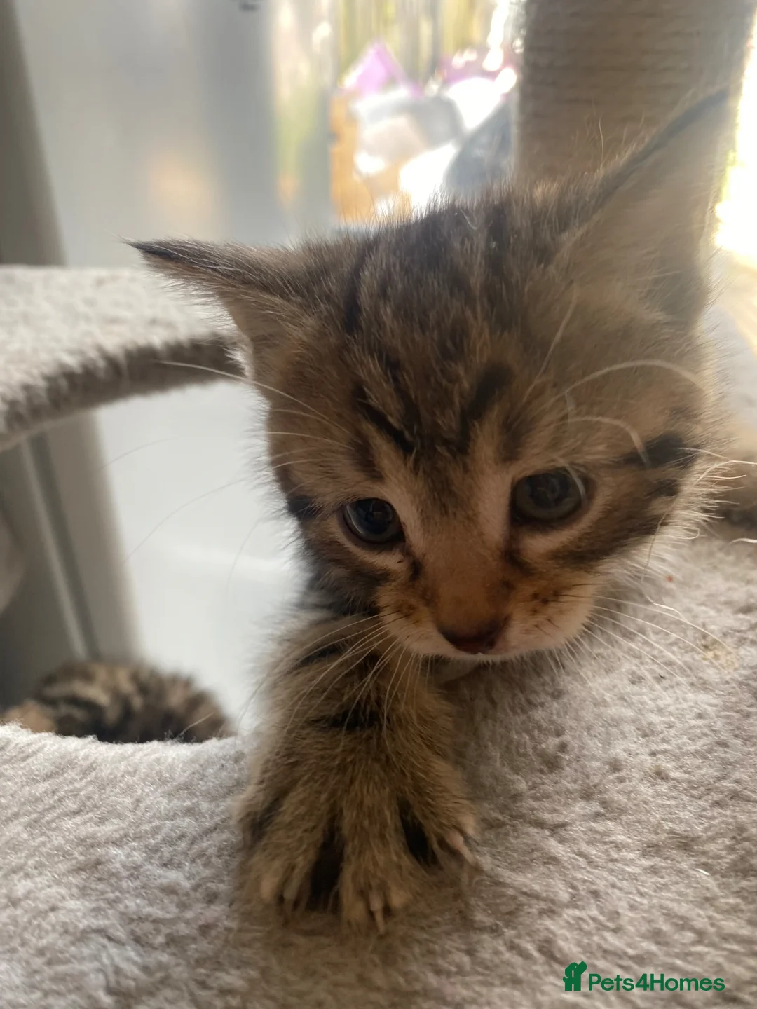 Mixed Breed cats for sale: Stunning 8 week old mix breed kittens  - Advert 30