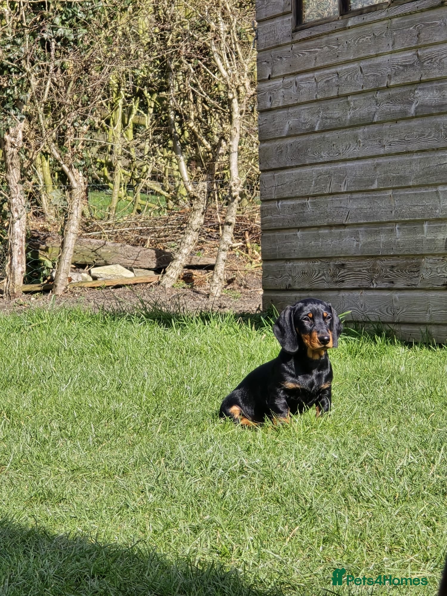 Dachshund dogs Standard Wire hairedX boy looking for forever home - Advert 13