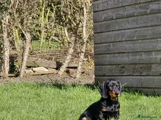 Dachshund dogs Standard Wire hairedX boy looking for forever home - Advert 13