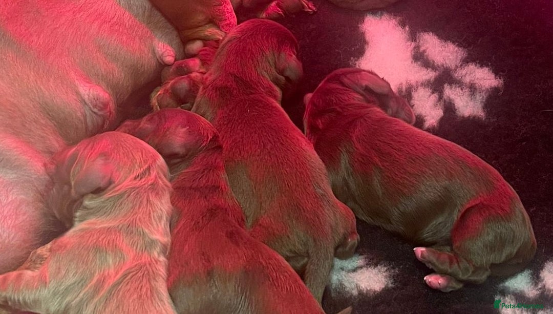 Miniature Dachshund dogs for stud: Chocolate & Tan (carries long) Stud in Dalry - Image 16