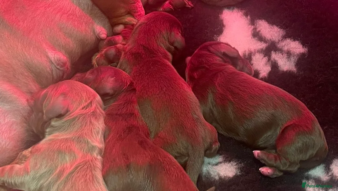 Miniature Dachshund dogs for stud: Chocolate & Tan (carries long) Stud in Dalry - Advert 16