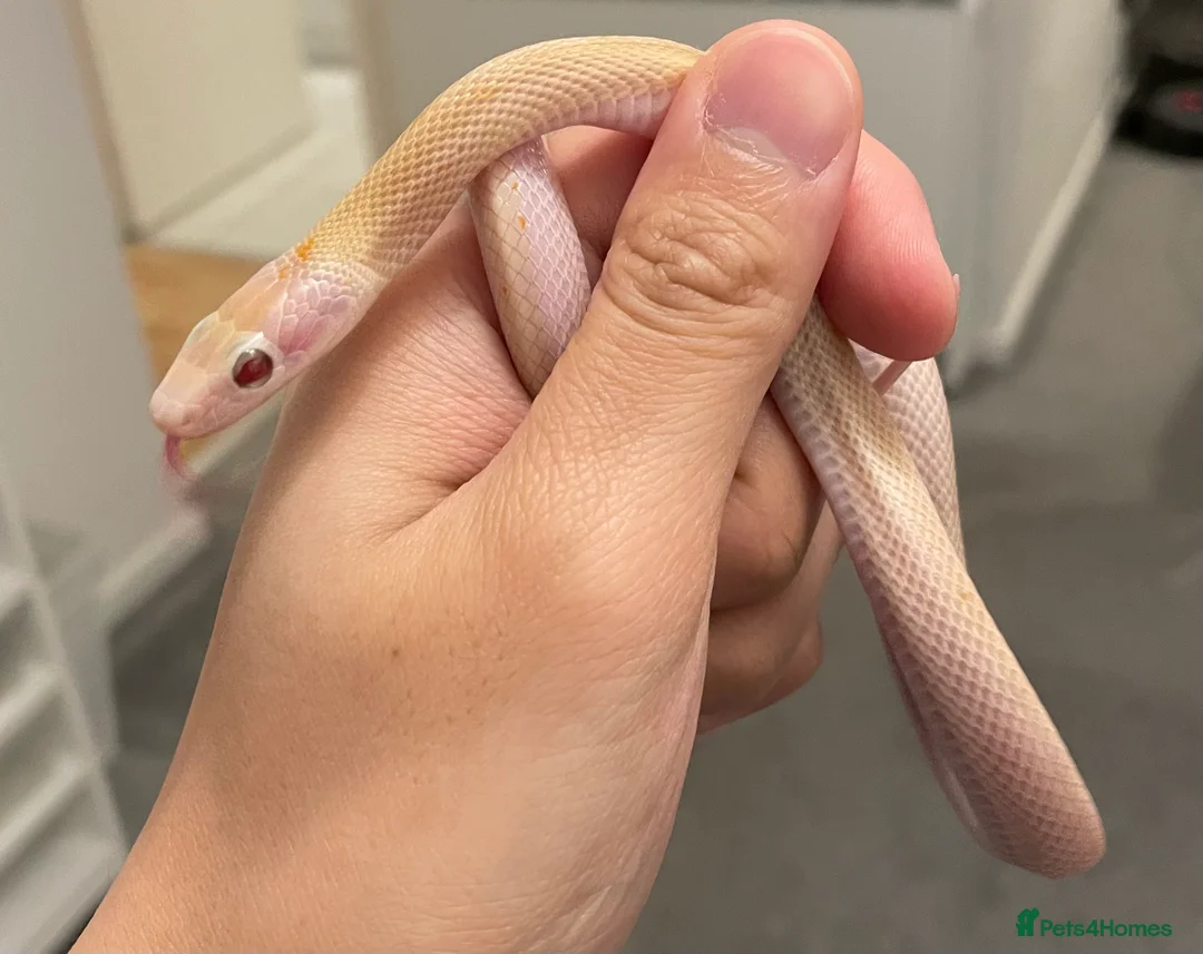 Rat Snake reptiles for sale: 2025CB albino/anery/calico beauty rat snakes  - Advert 2