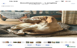 Bracco Italiano dogs for sale: Adorable Bracco Puppies Due 3rd October  - Image 5
