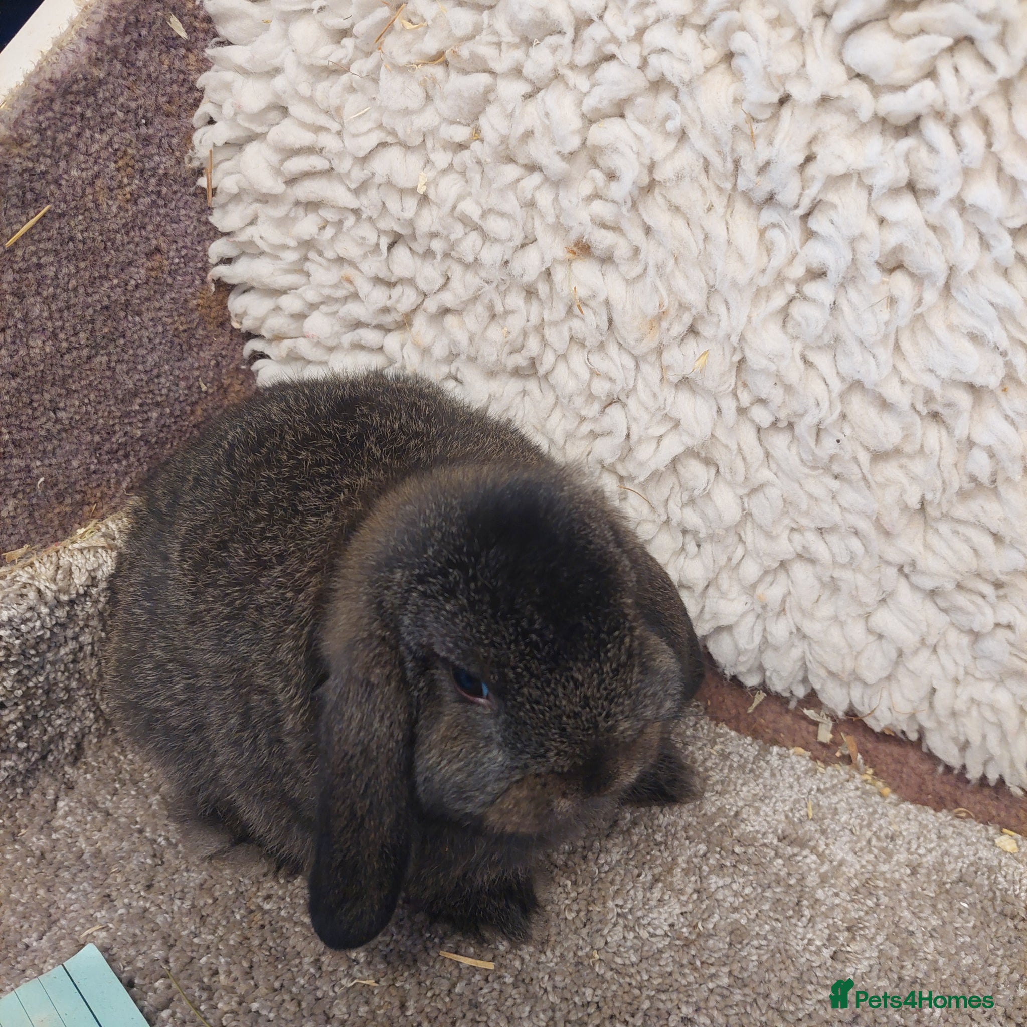 Mini Lop rabbits Last Minilop steel Buck  - Advert 7