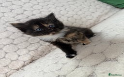 Mixed Breed cats for sale: 7 little kittens - Image 11