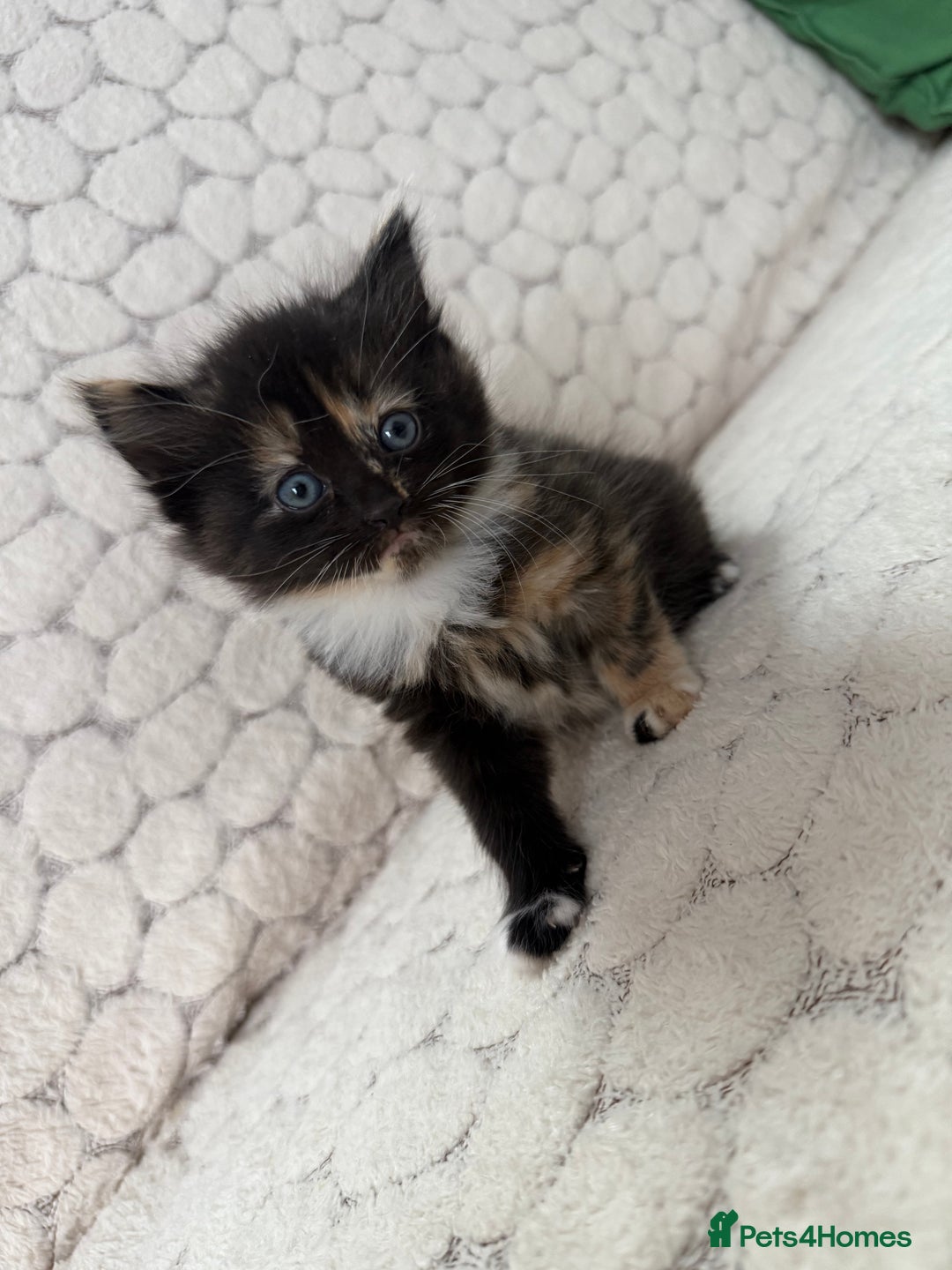 Mixed Breed cats for sale: 7 little kittens - Image 11