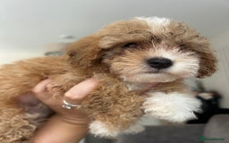 Poochon dogs for sale: Poochon  - Image 6