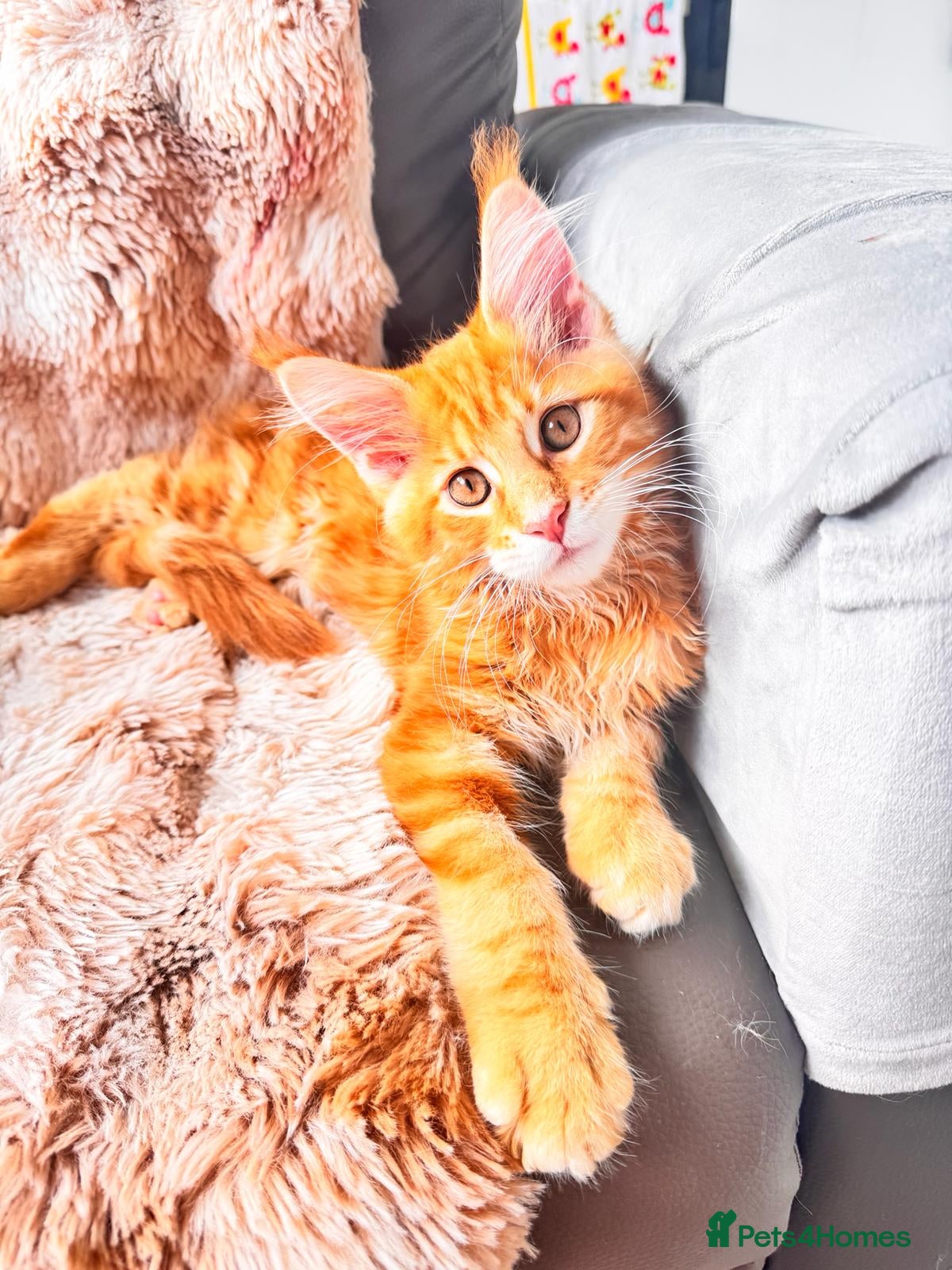 Maine Coon cats Pure breed XXL Maine Coon kittens  - Advert 4