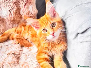 Maine Coon cats Pure breed XXL Maine Coon kittens - Advert 1