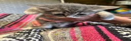 Mixed Breed cats for sale: Persian x Siamese  kittens for sale  in Canterbury - Advert 4