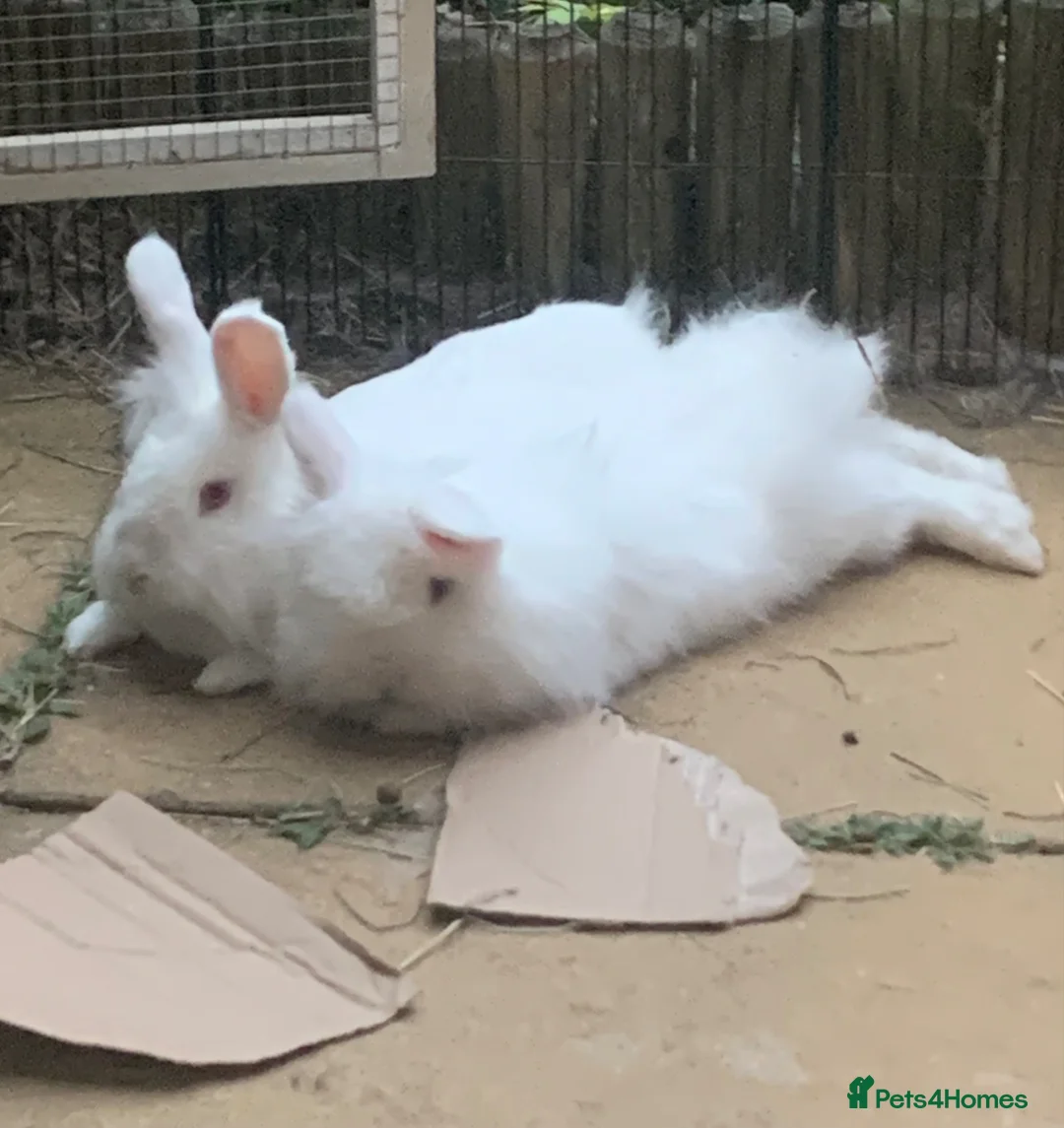 Lionhead rabbits for sale: Two Lion Head Crosses - Advert 2