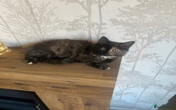 Maine Coon cats for sale:  Two Beautiful Maine Coon Cross Cats for Sale  - Image 6