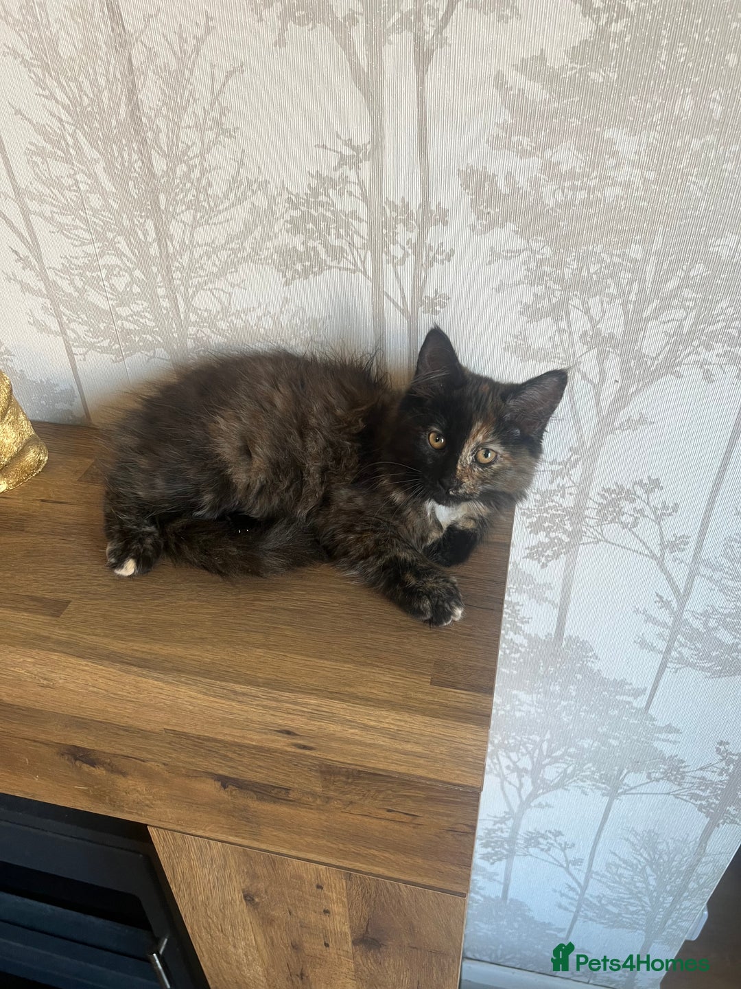 Maine Coon cats for sale:  Two Beautiful Maine Coon Cross Cats for Sale  - Image 6