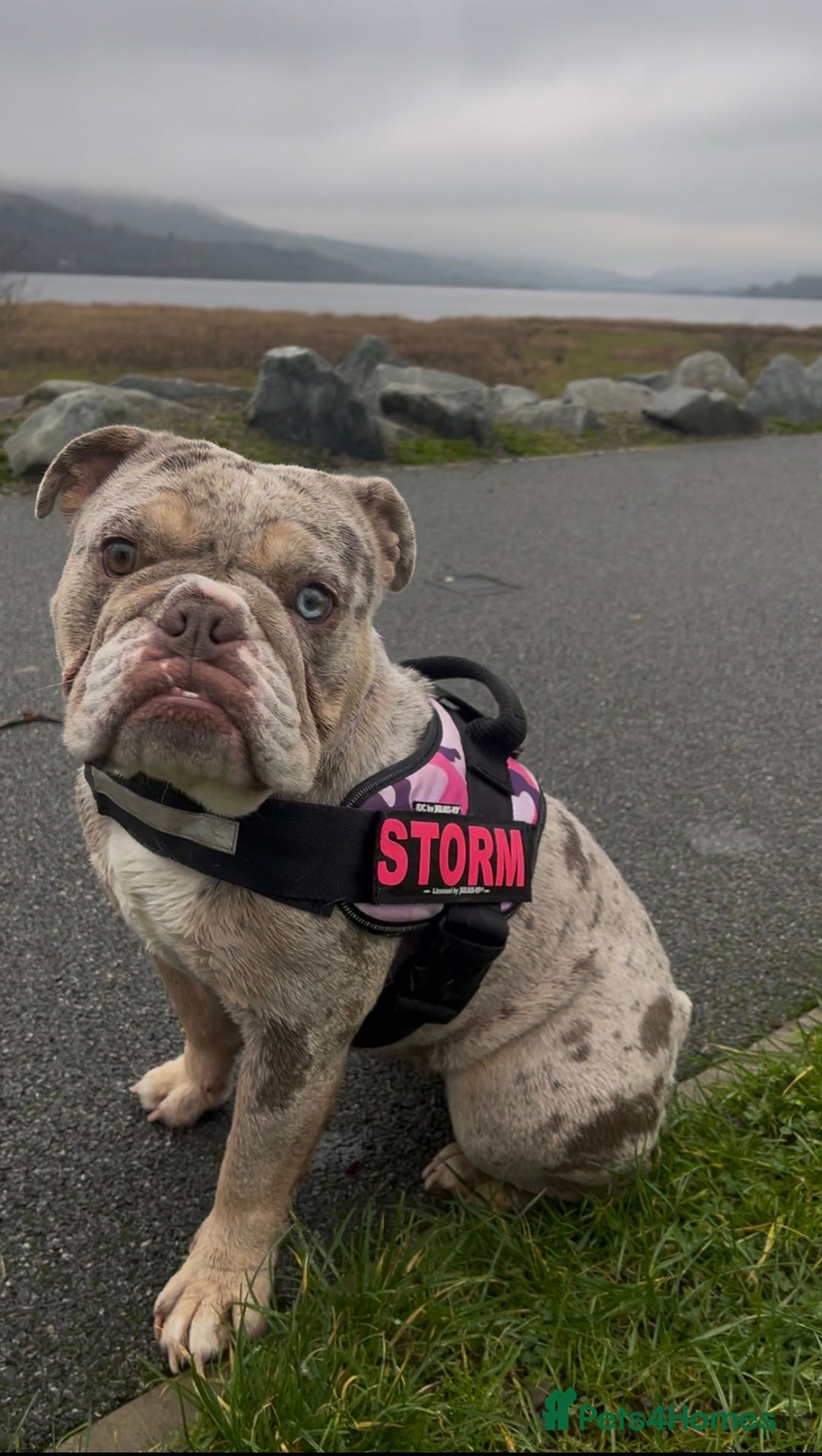 English Bulldog dogs for sale: 2 year old Lilac merle  - Advert 9