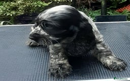 Cocker Spaniel dogs for sale: Adorable KC show cocker spaniels - Advert 7
