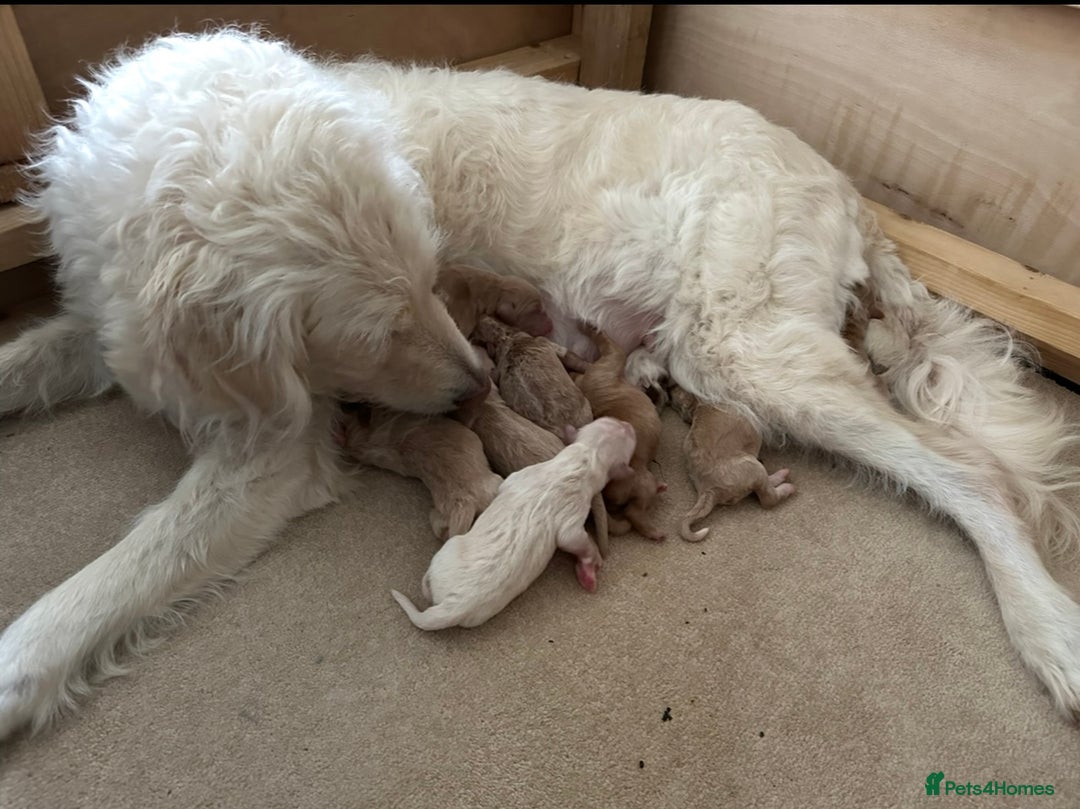 Mixed Breed dogs for sale: Australian double doodles  - Advert 3