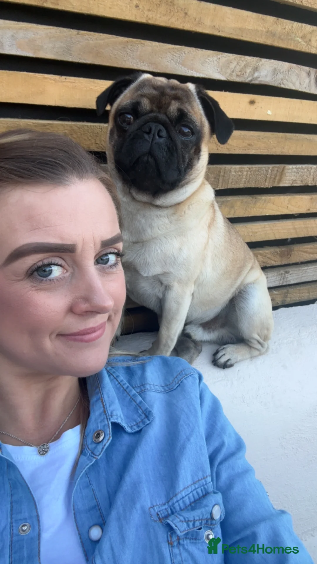 Pug dogs for stud: Pug for stud in Peterborough - Advert 2
