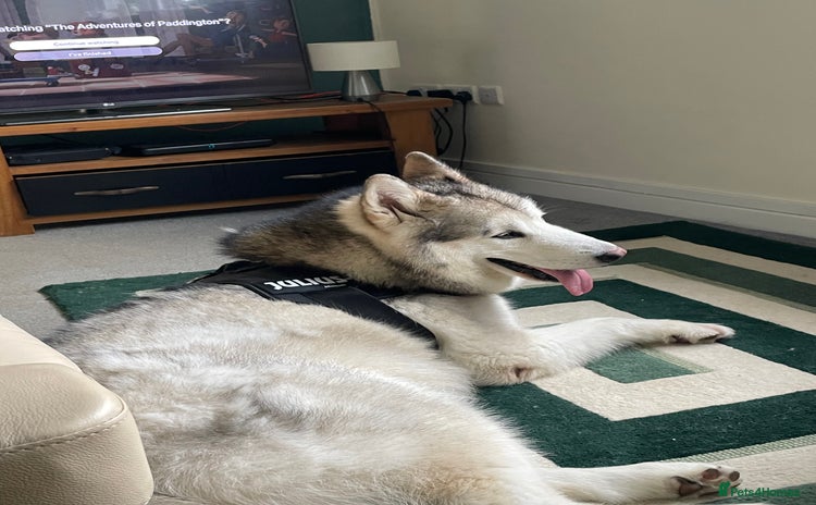 Alaskan Malamute dogs Alaskan Malamute  - Advert 1