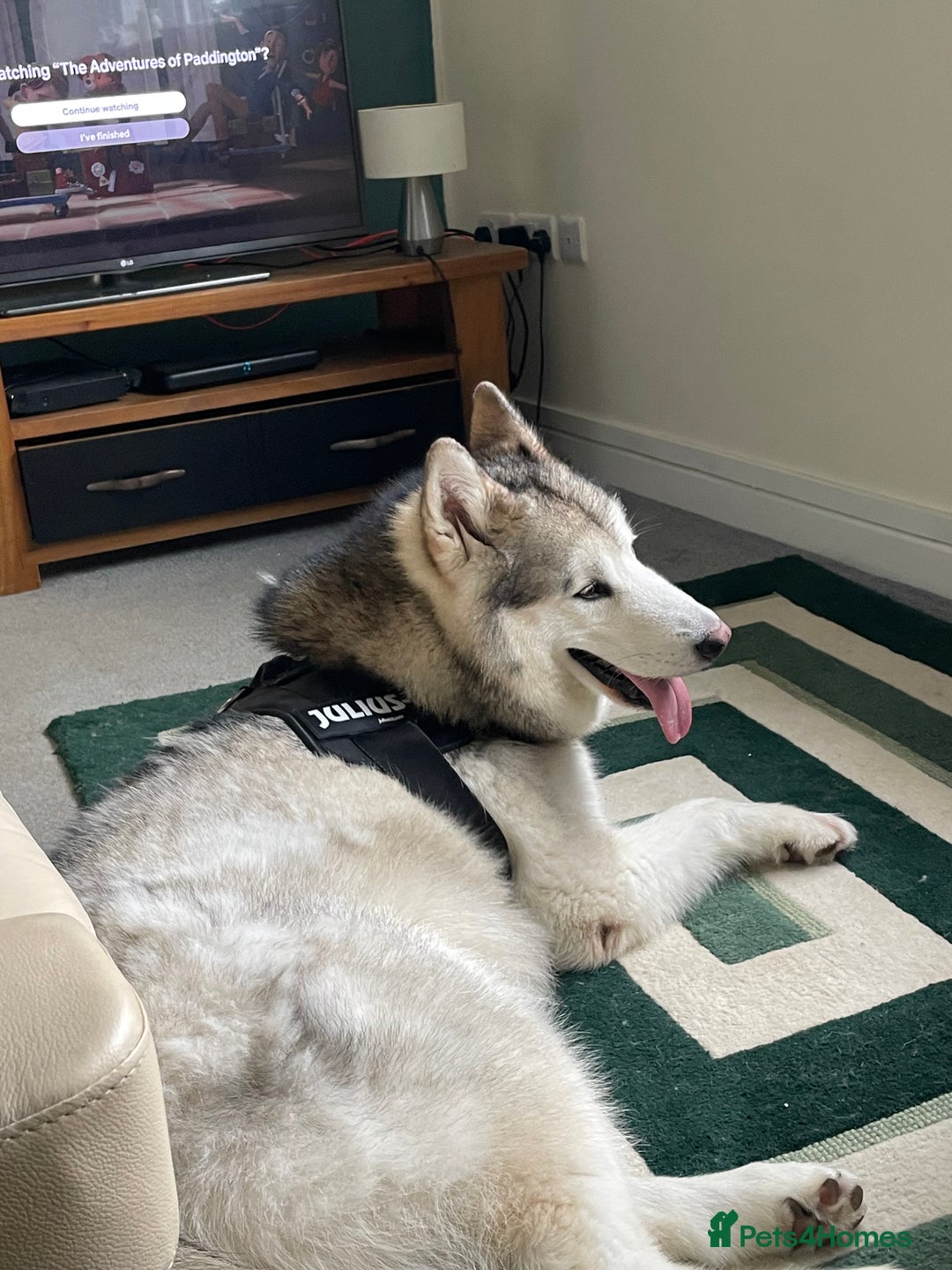 Alaskan Malamute dogs for sale: Alaskan Malamute  - Advert 1