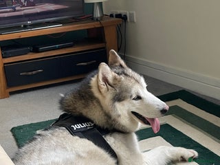 Alaskan Malamute dogs Alaskan Malamute - Advert 2