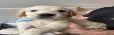 Golden Retriever 2